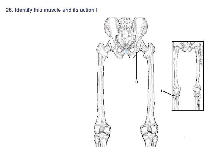 28. Identify this muscle and its action ! 28. Identify this muscle and its action !