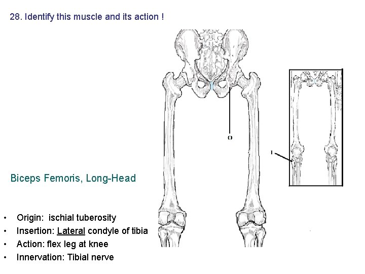 28. Identify this muscle and its action ! Biceps Femoris, Long-Head • • Origin: 28. Identify this muscle and its action ! Biceps Femoris, Long-Head • • Origin: