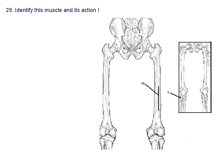 29. Identify this muscle and its action ! 29. Identify this muscle and its action !