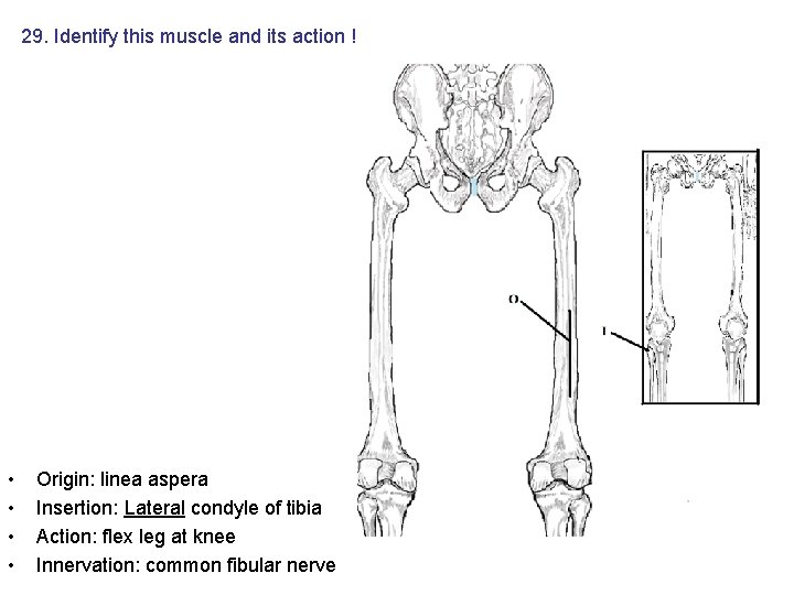29. Identify this muscle and its action ! • • Origin: linea aspera Insertion: 29. Identify this muscle and its action ! • • Origin: linea aspera Insertion: