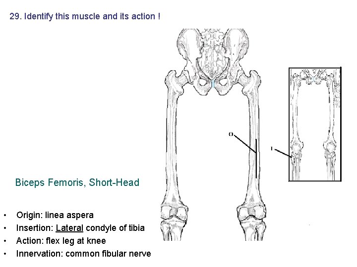 29. Identify this muscle and its action ! Biceps Femoris, Short-Head • • Origin: 29. Identify this muscle and its action ! Biceps Femoris, Short-Head • • Origin: