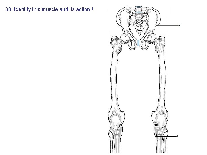 30. Identify this muscle and its action ! 30. Identify this muscle and its action !