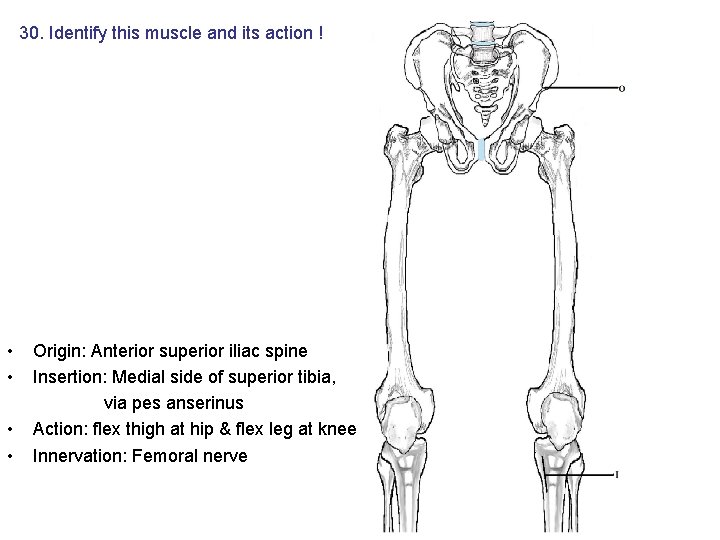 30. Identify this muscle and its action ! • • Origin: Anterior superior iliac 30. Identify this muscle and its action ! • • Origin: Anterior superior iliac