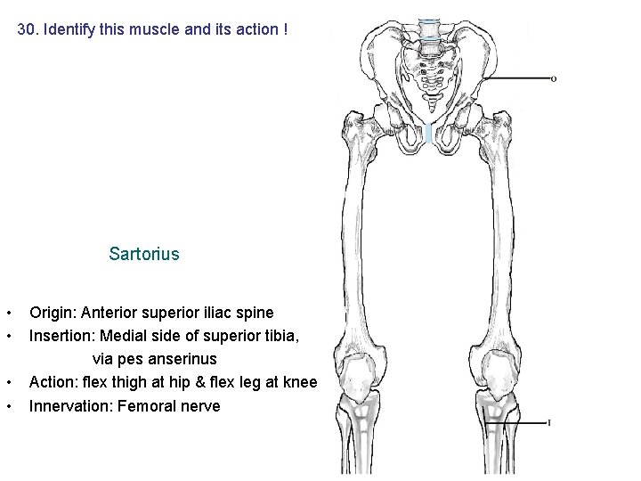30. Identify this muscle and its action ! Sartorius • • Origin: Anterior superior 30. Identify this muscle and its action ! Sartorius • • Origin: Anterior superior