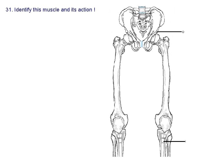 31. Identify this muscle and its action ! 31. Identify this muscle and its action !