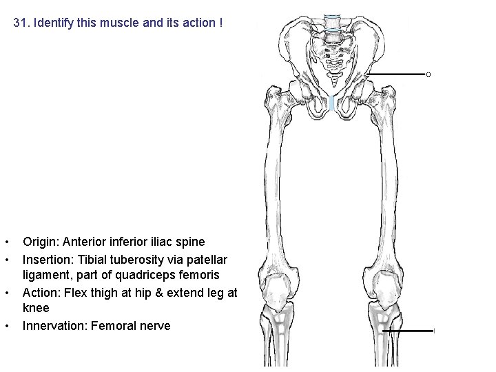 31. Identify this muscle and its action ! • • Origin: Anterior inferior iliac 31. Identify this muscle and its action ! • • Origin: Anterior inferior iliac
