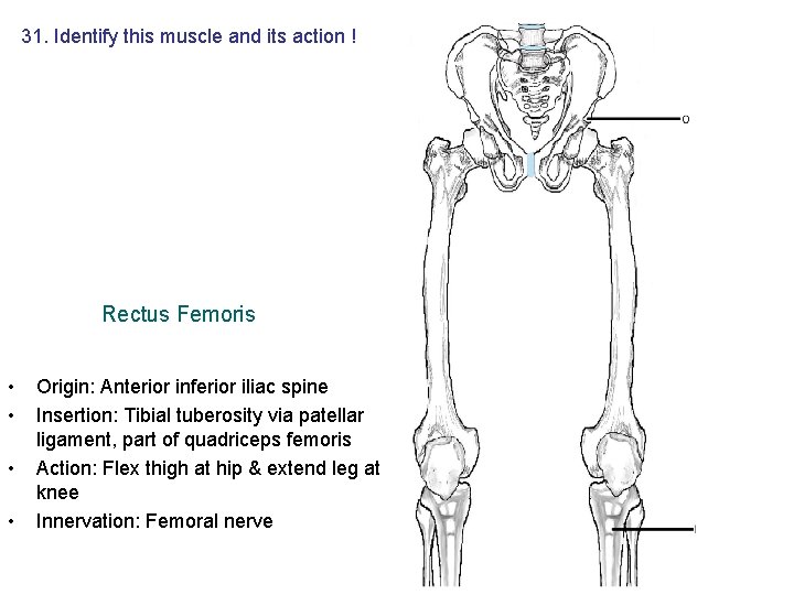 31. Identify this muscle and its action ! Rectus Femoris • • Origin: Anterior 31. Identify this muscle and its action ! Rectus Femoris • • Origin: Anterior