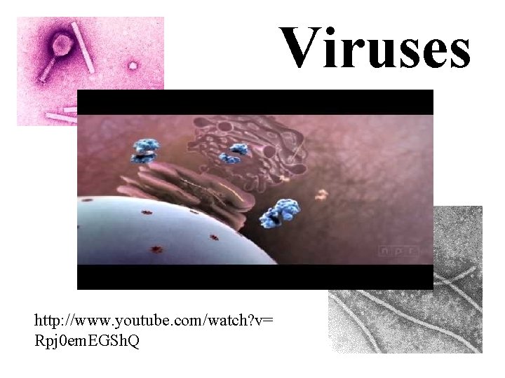 Viruses http: //www. youtube. com/watch? v= Rpj 0 em. EGSh. Q 