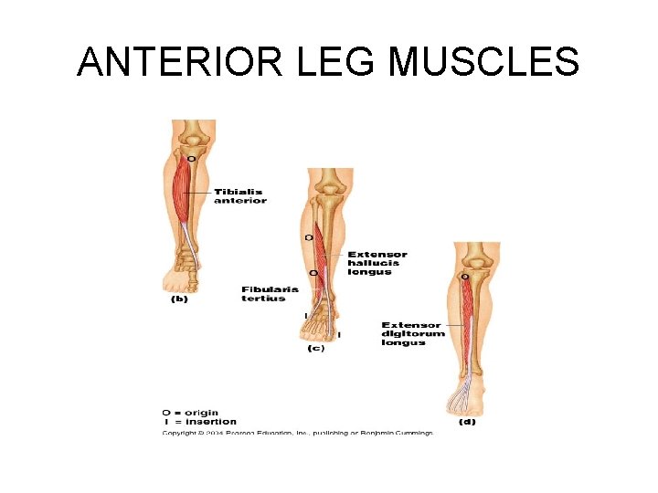 ANTERIOR LEG MUSCLES 