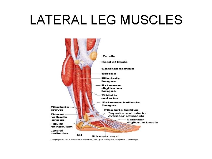 LATERAL LEG MUSCLES 