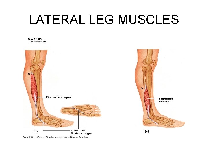 LATERAL LEG MUSCLES 