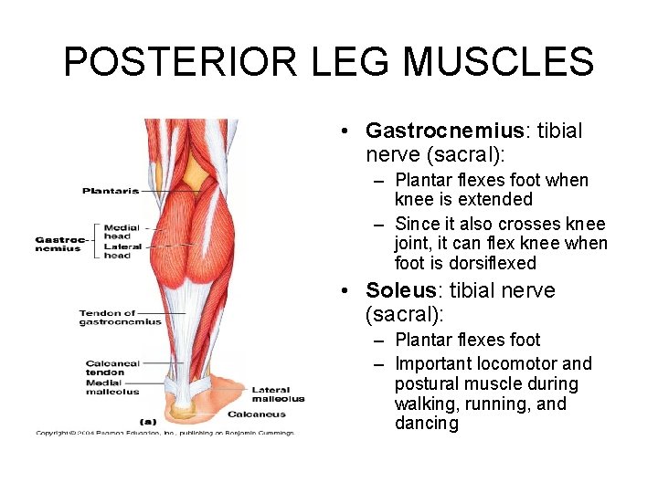 POSTERIOR LEG MUSCLES • Gastrocnemius: tibial nerve (sacral): – Plantar flexes foot when knee