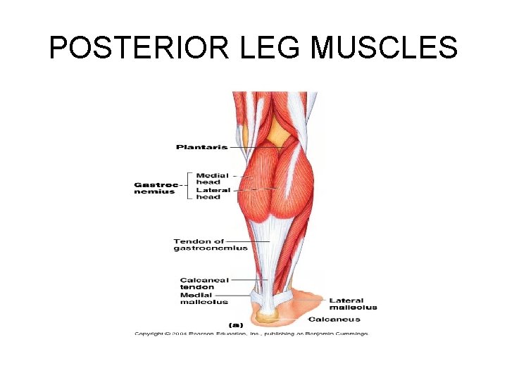 POSTERIOR LEG MUSCLES 