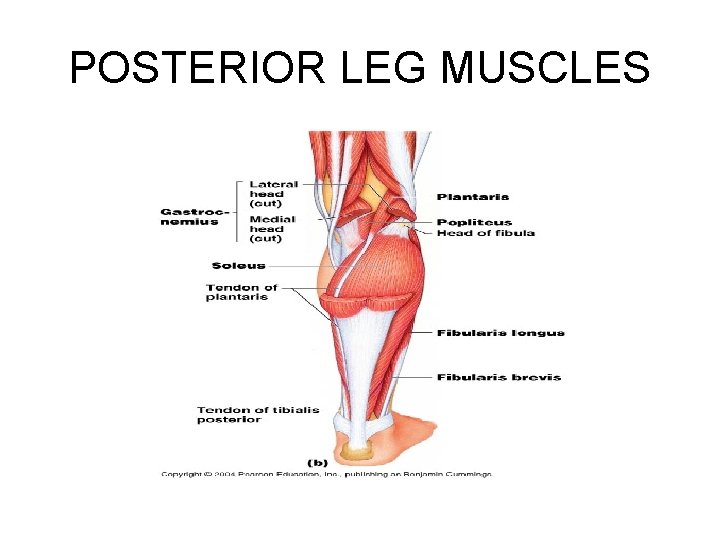 POSTERIOR LEG MUSCLES 