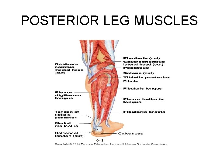 POSTERIOR LEG MUSCLES 