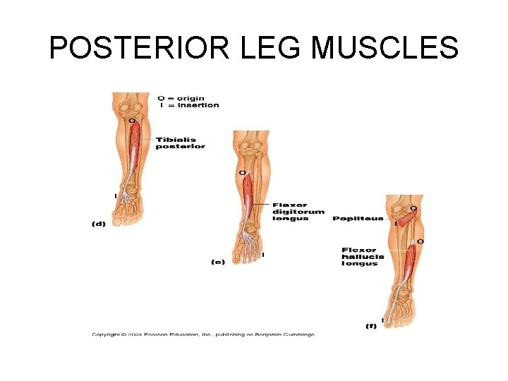 POSTERIOR LEG MUSCLES 