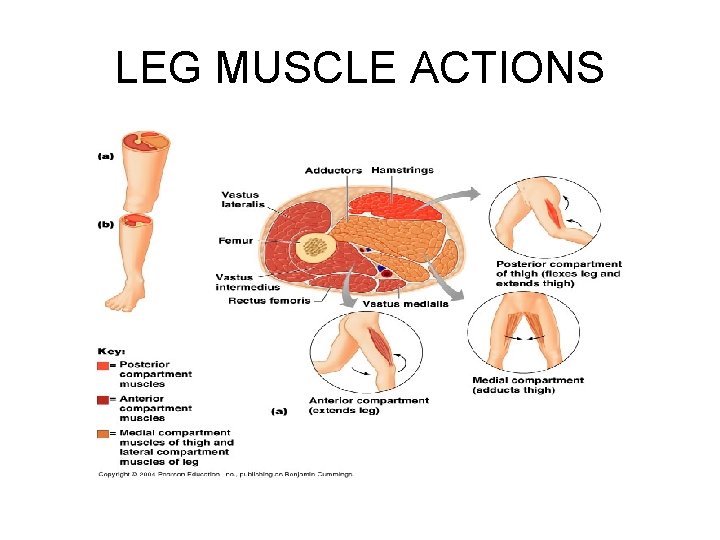 LEG MUSCLE ACTIONS 