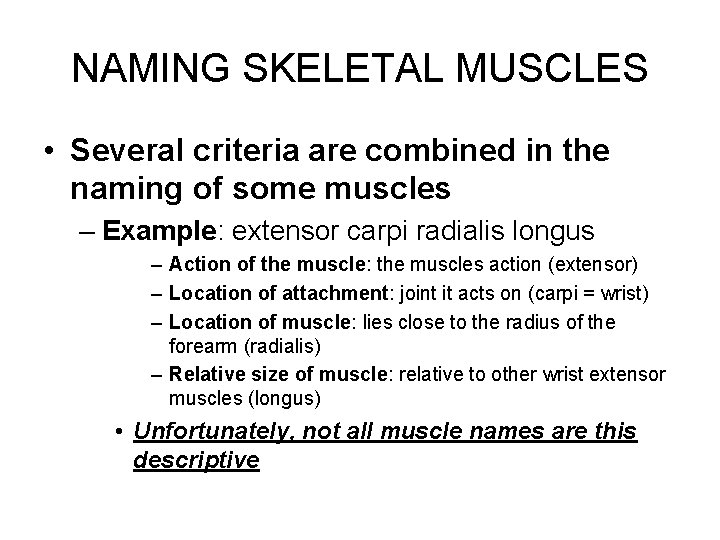 NAMING SKELETAL MUSCLES • Several criteria are combined in the naming of some muscles