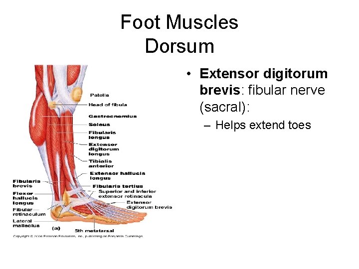 Foot Muscles Dorsum • Extensor digitorum brevis: fibular nerve (sacral): – Helps extend toes