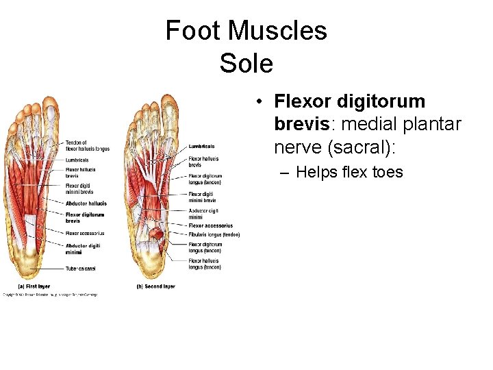 Foot Muscles Sole • Flexor digitorum brevis: medial plantar nerve (sacral): – Helps flex