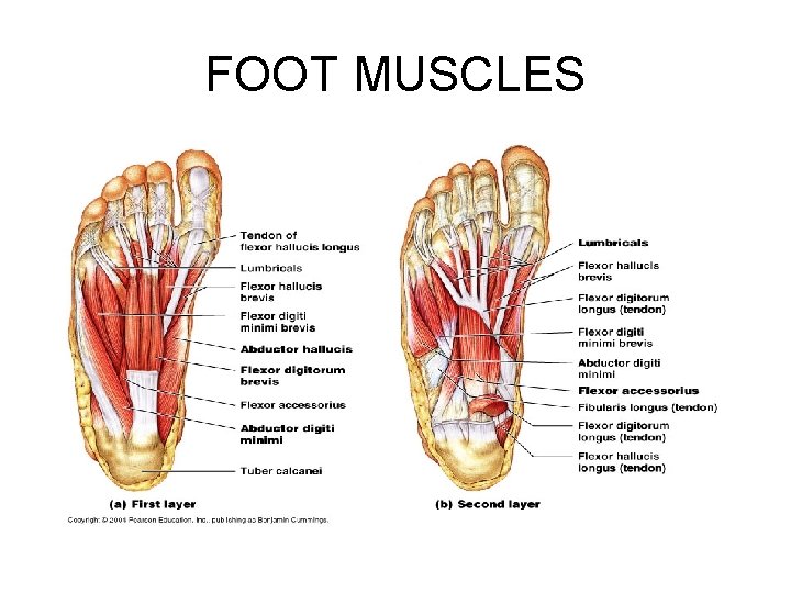 FOOT MUSCLES 