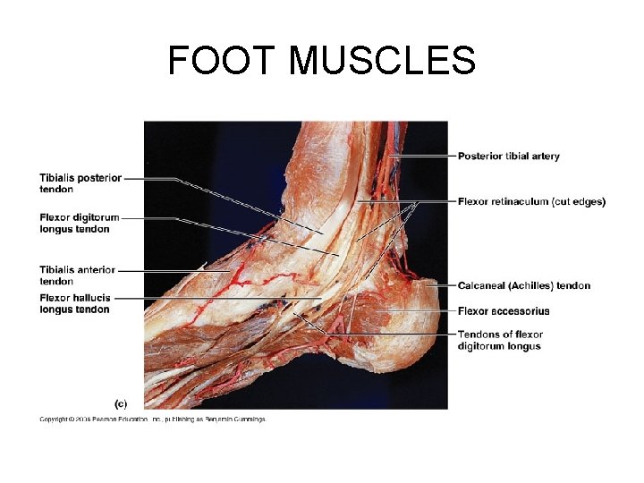FOOT MUSCLES 