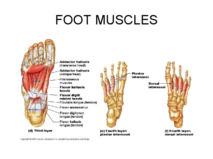 FOOT MUSCLES 