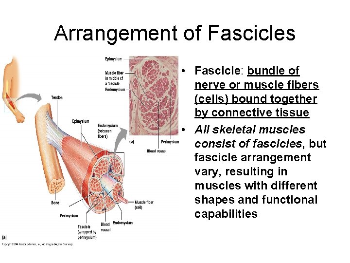 Arrangement of Fascicles • Fascicle: bundle of nerve or muscle fibers (cells) bound together