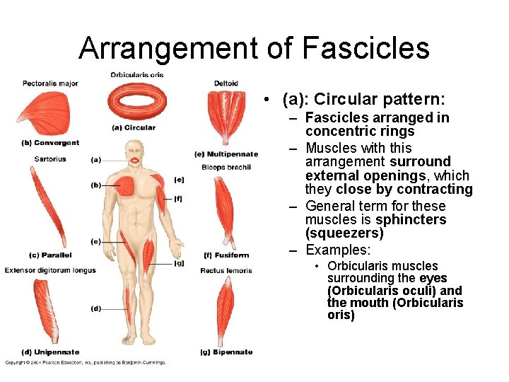 Arrangement of Fascicles • (a): Circular pattern: – Fascicles arranged in concentric rings –