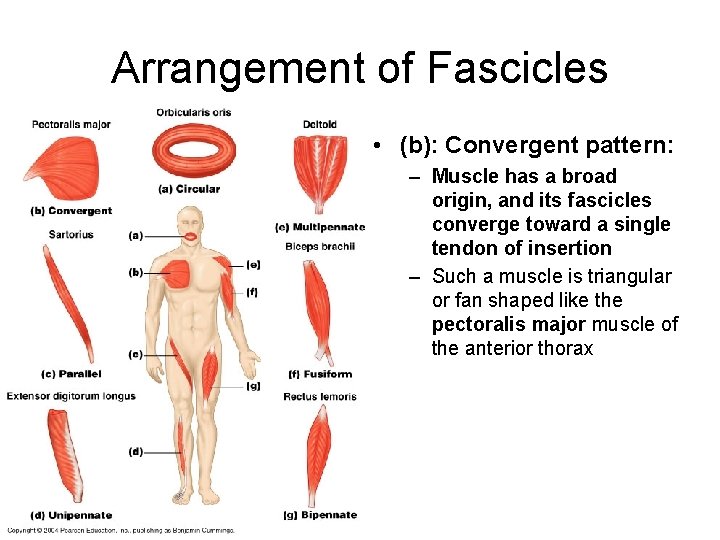 Arrangement of Fascicles • (b): Convergent pattern: – Muscle has a broad origin, and
