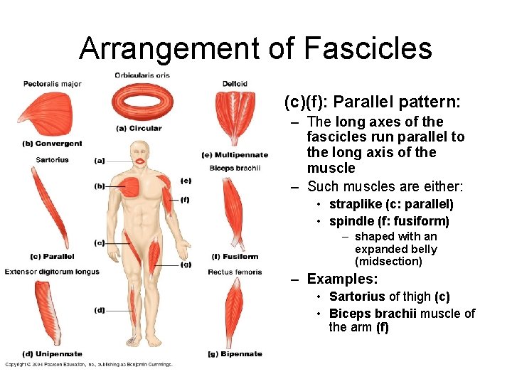 Arrangement of Fascicles • (c)(f): Parallel pattern: – The long axes of the fascicles