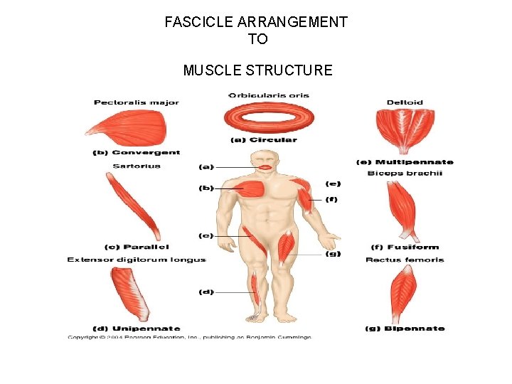 FASCICLE ARRANGEMENT TO MUSCLE STRUCTURE 