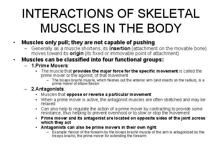 INTERACTIONS OF SKELETAL MUSCLES IN THE BODY • Muscles only pull; they are not