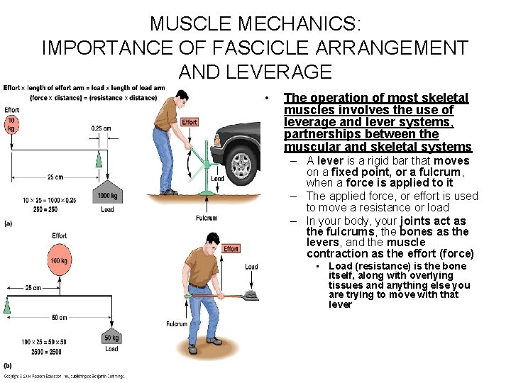 MUSCLE MECHANICS: IMPORTANCE OF FASCICLE ARRANGEMENT AND LEVERAGE • The operation of most skeletal
