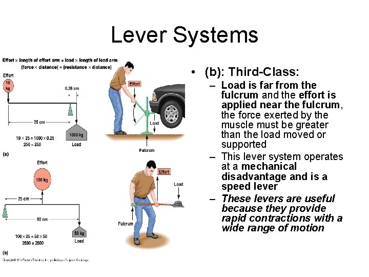 Lever Systems • (b): Third-Class: – Load is far from the fulcrum and the