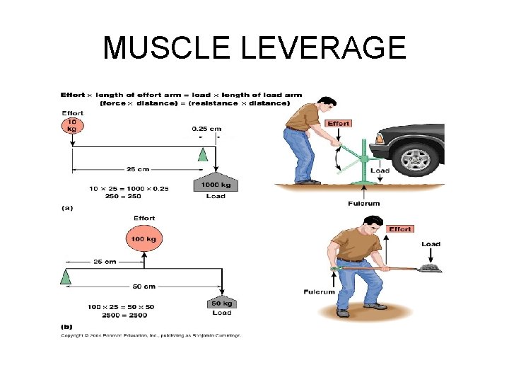 MUSCLE LEVERAGE 