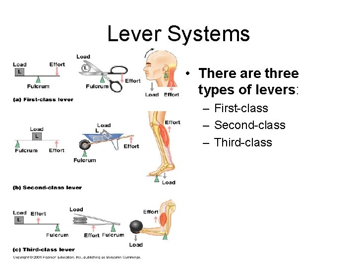 Lever Systems • There are three types of levers: – First-class – Second-class –