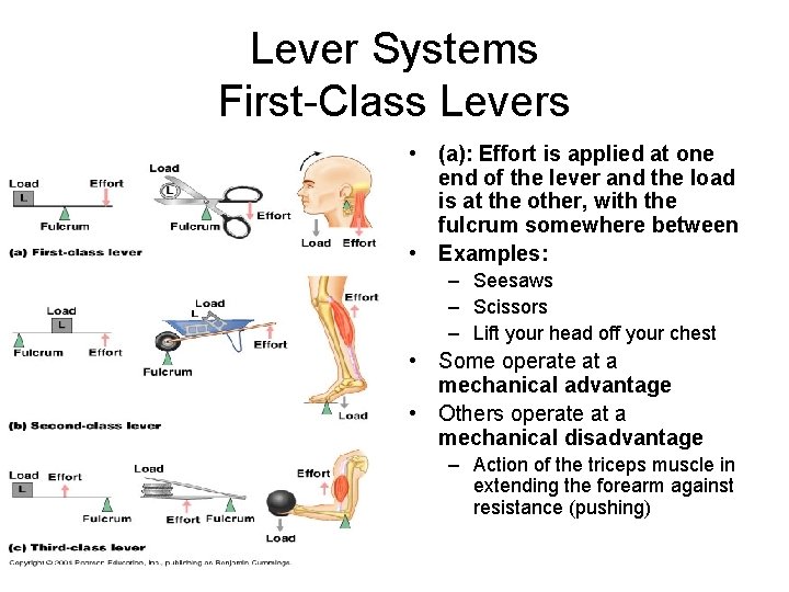 Lever Systems First-Class Levers • (a): Effort is applied at one end of the