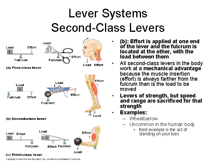 Lever Systems Second-Class Levers • • (b): Effort is applied at one end of
