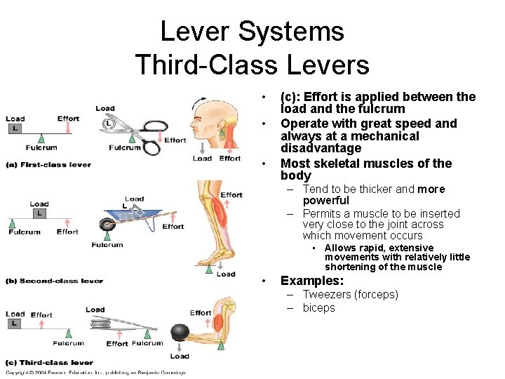 Lever Systems Third-Class Levers • • • (c): Effort is applied between the load