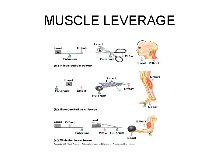 MUSCLE LEVERAGE 