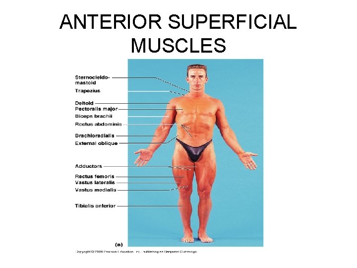 ANTERIOR SUPERFICIAL MUSCLES 