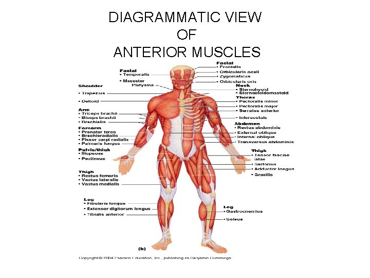 DIAGRAMMATIC VIEW OF ANTERIOR MUSCLES 