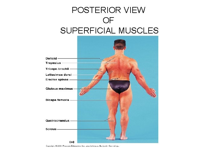 POSTERIOR VIEW OF SUPERFICIAL MUSCLES 