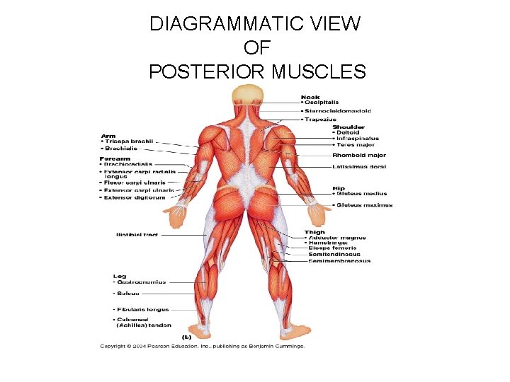 DIAGRAMMATIC VIEW OF POSTERIOR MUSCLES 