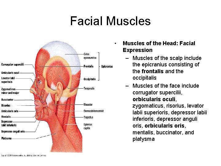 Facial Muscles • Muscles of the Head: Facial Expression – Muscles of the scalp