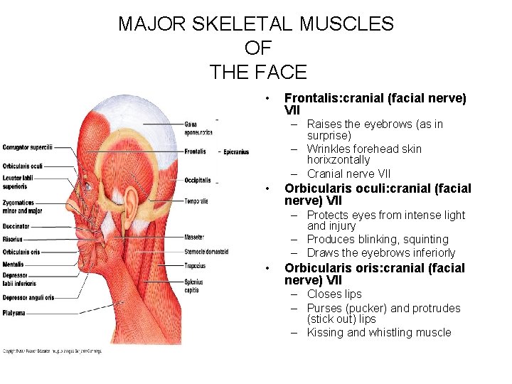 MAJOR SKELETAL MUSCLES OF THE FACE • Frontalis: cranial (facial nerve) VII – Raises