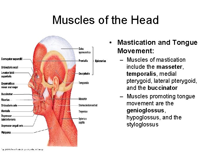 Muscles of the Head • Mastication and Tongue Movement: – Muscles of mastication include