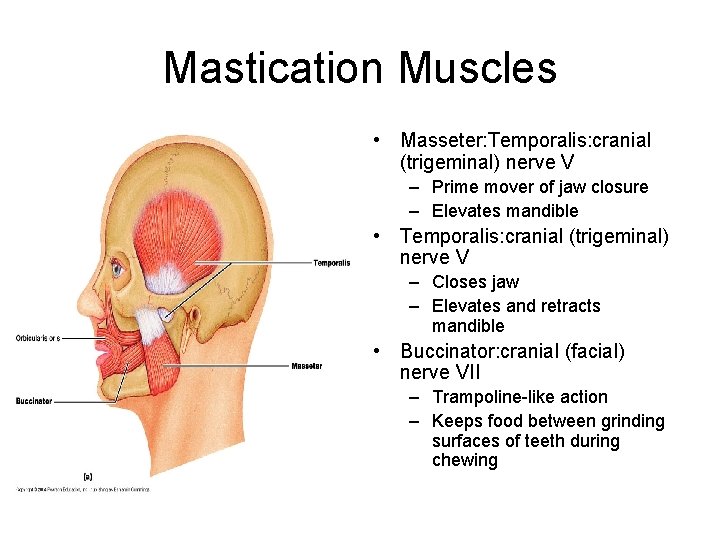 Mastication Muscles • Masseter: Temporalis: cranial (trigeminal) nerve V – Prime mover of jaw