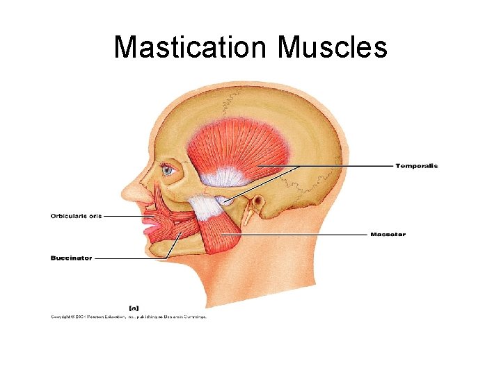 Mastication Muscles 